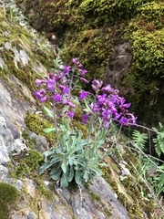 Boechera breweri shastaensis