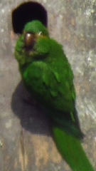 Leptosittaca branickii