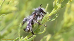 Anthophora edwardsii