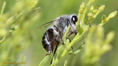 Anthophora edwardsii