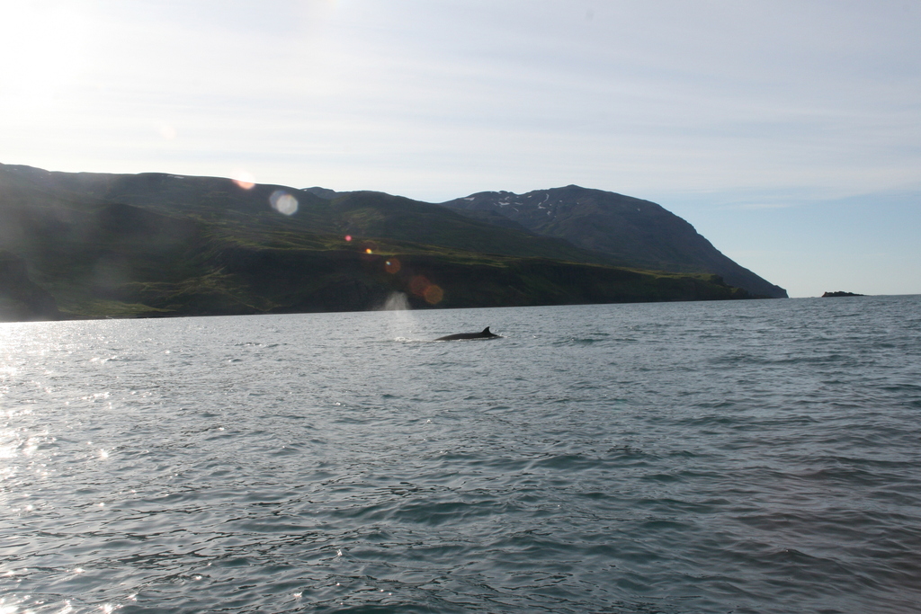 Balaenoptera acutorostrata<br>27 July, 2018