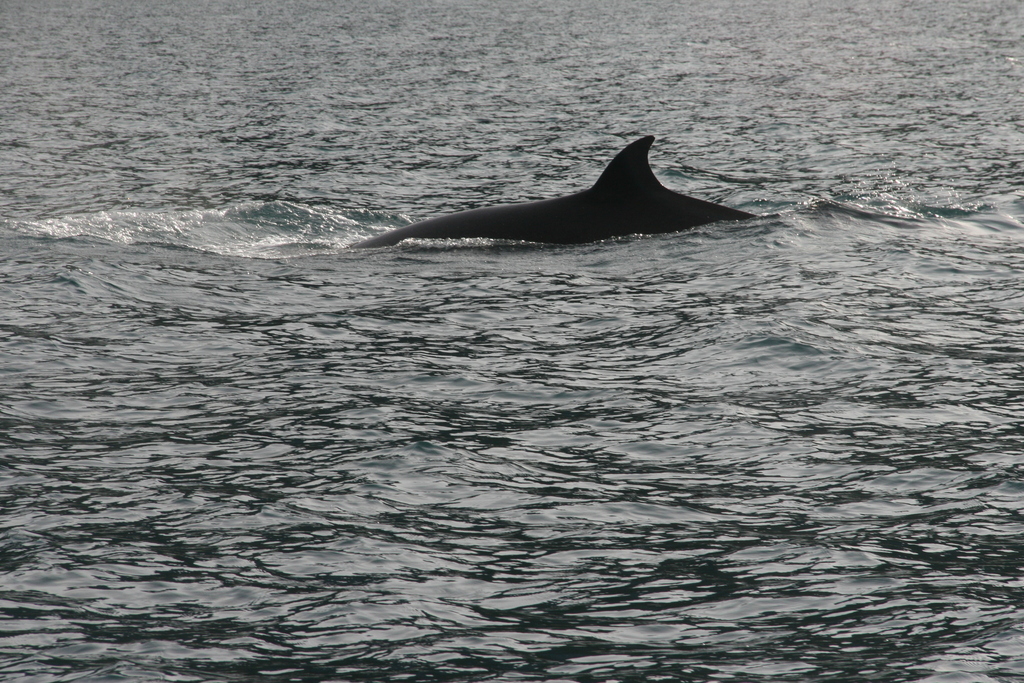 Balaenoptera acutorostrata<br>27 July, 2018
