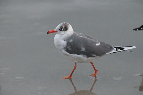 Laughing Gull photographed in South Carolina