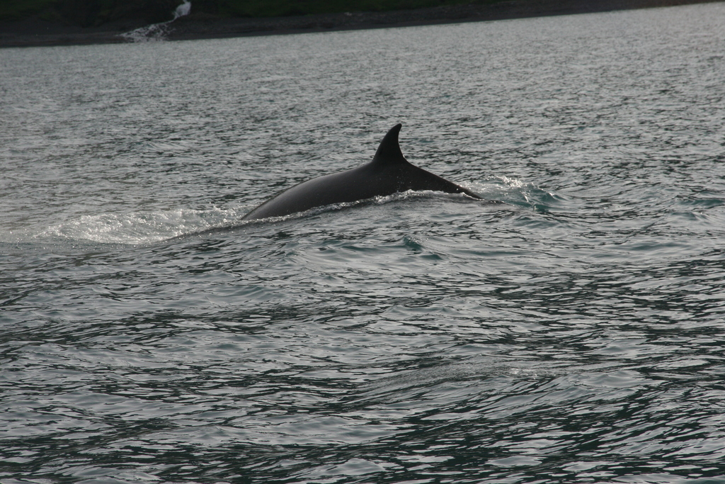 Balaenoptera acutorostrata<br>27 July, 2018