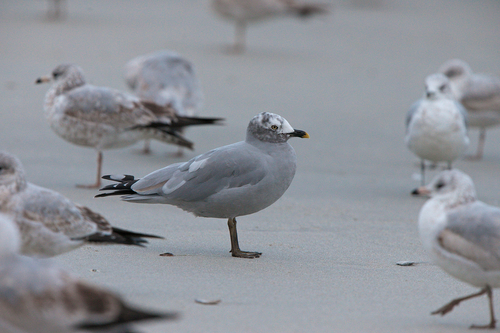Ring-billed Gull photographed in South Carolina