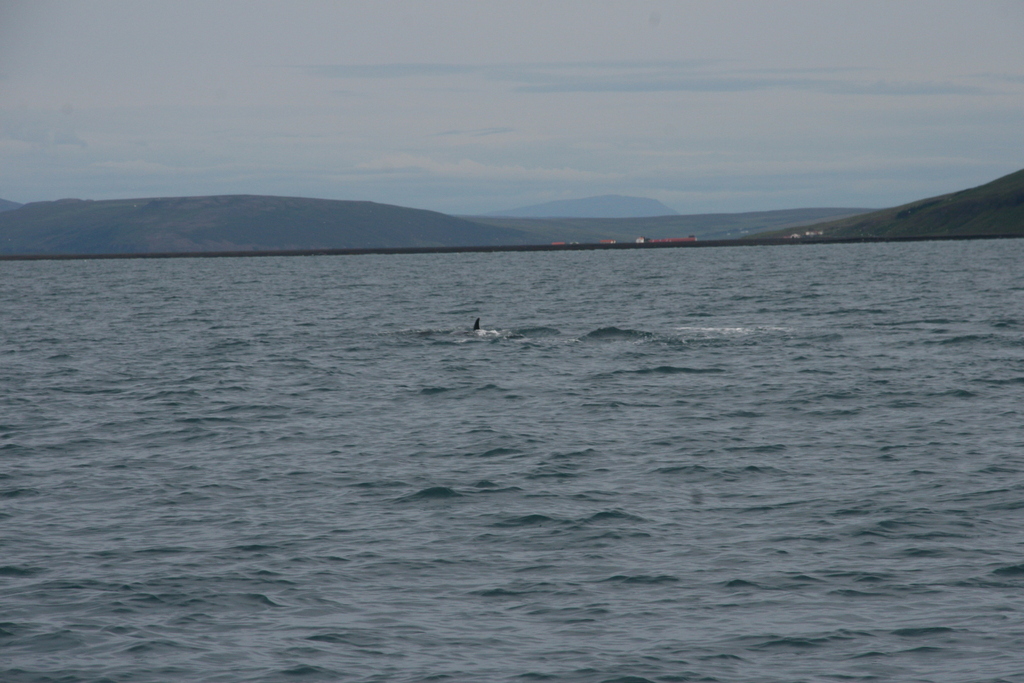 Balaenoptera acutorostrata<br>27 July, 2018