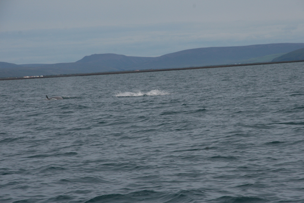 Balaenoptera acutorostrata<br>27 July, 2018