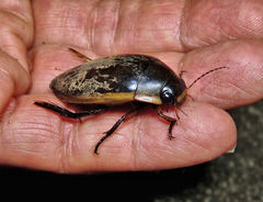 Dytiscus verticalis