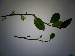 Citrus × microcarpa