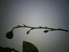 Citrus × microcarpa