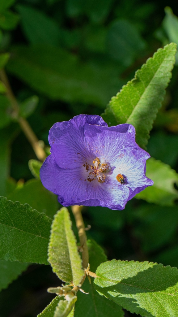 Corynabutilon salicifolium
