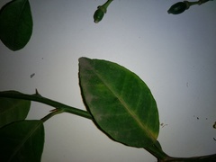 Citrus × microcarpa