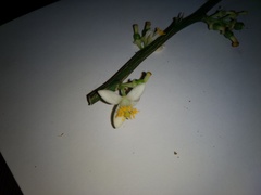 Citrus × microcarpa