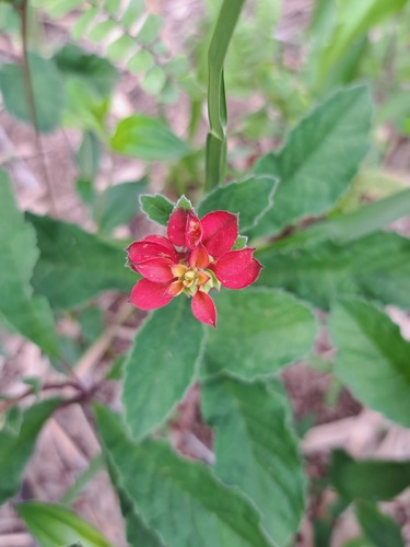 Foto de Cambuíra