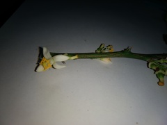 Citrus × microcarpa