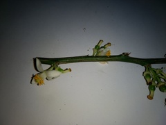 Citrus × microcarpa