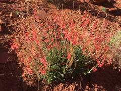 Penstemon utahensis