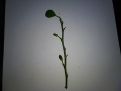 Citrus × microcarpa