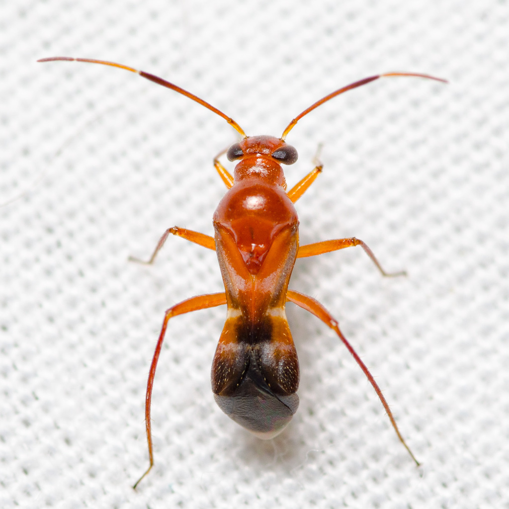 Barberiella formicoides