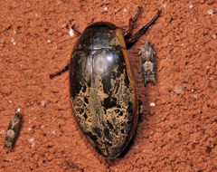 Dytiscus verticalis