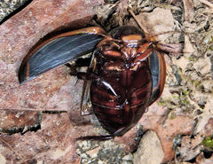 Dytiscus verticalis