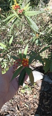 Asclepias curassavica image