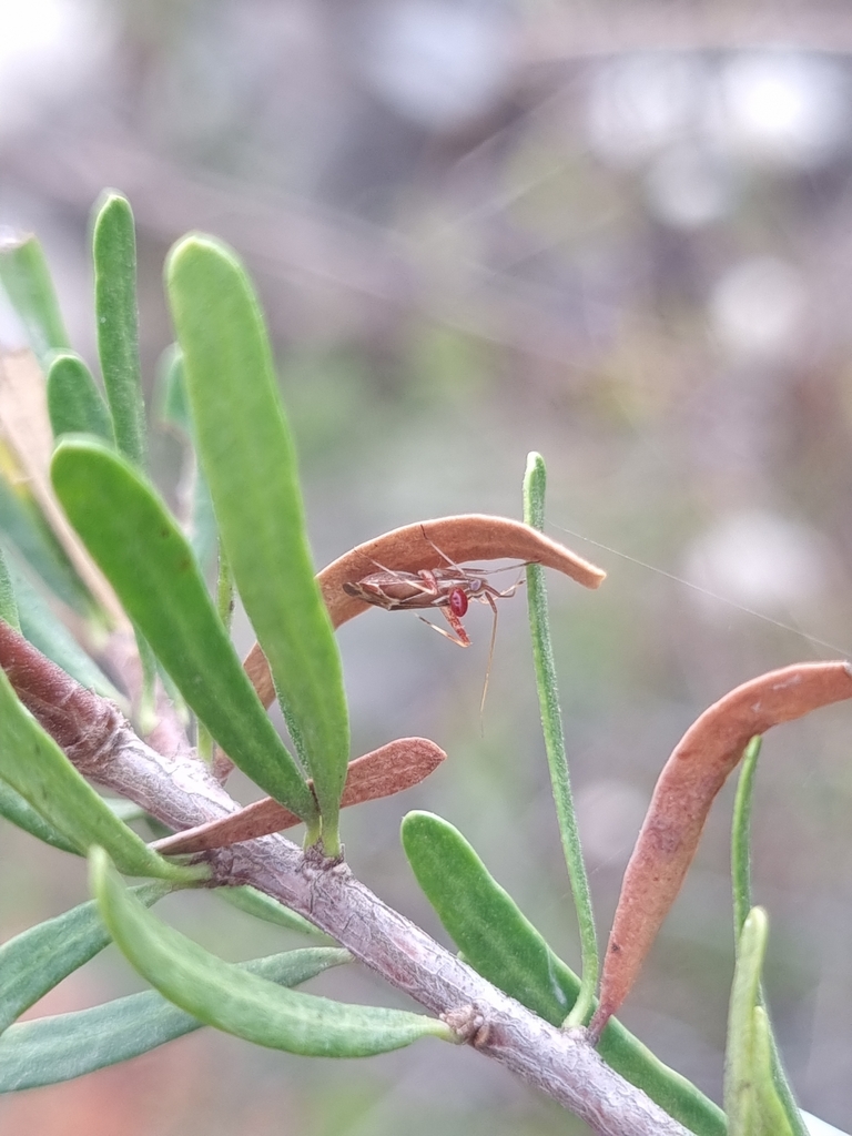 Phytocoris bergianus