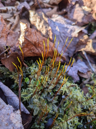 Image of Alpine Thyme-Moss (Plagiomnium medium) by (c) Scarlett S., some rights reserved (CC BY)