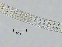 Fragilaria