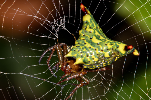 Micrathena lucasi