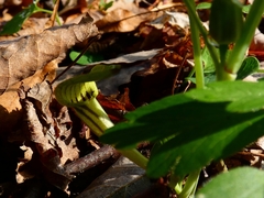 Aristolochia pallida