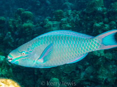 Queen Parrotfish photo 5