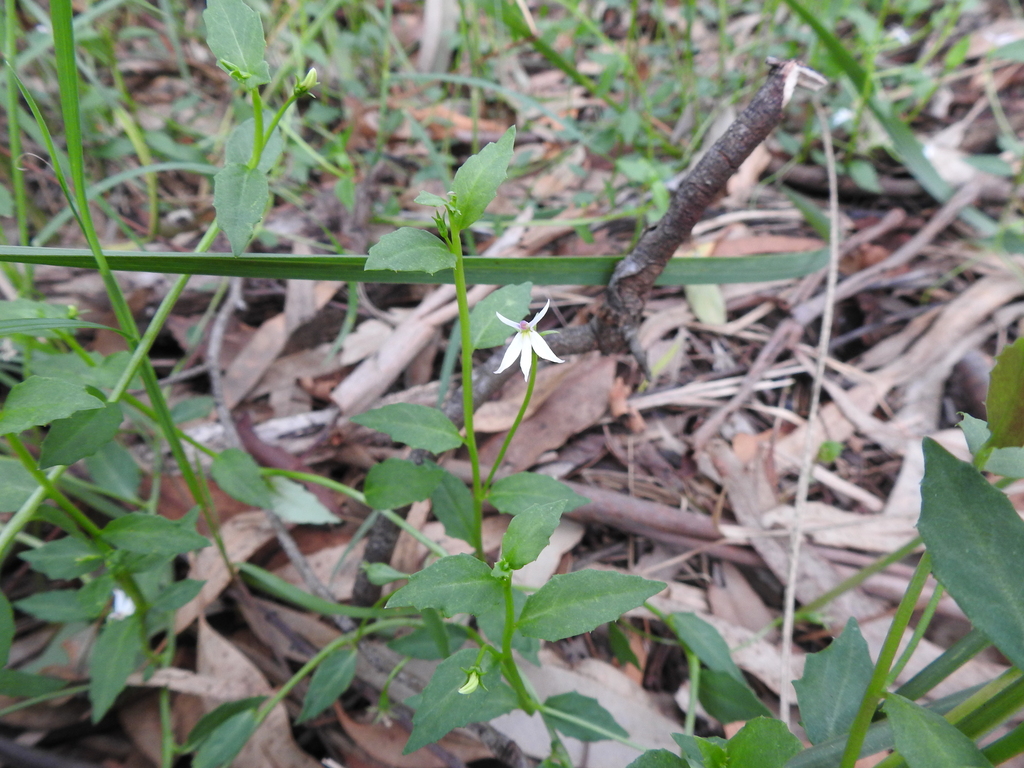 White Root from Brisbane QLD, Australia on January 6, 2024 at 04:22 PM ...