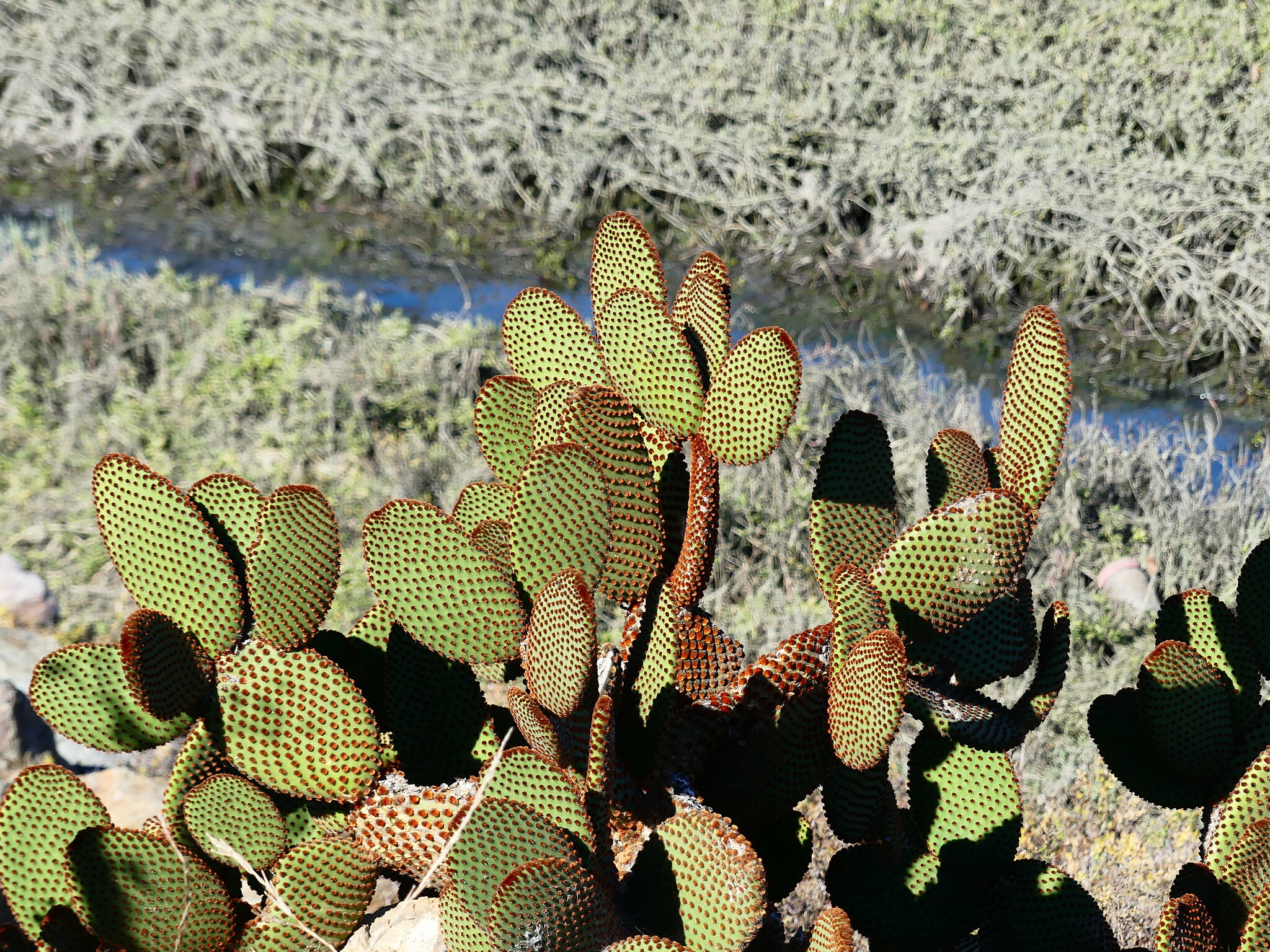 Imagem de Palma-de-santa-rita