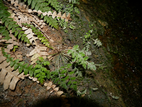 Asplenium cimmeriorum (Asplenium cimmeriorum)
