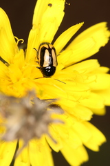 Cryptocephalus vittatus