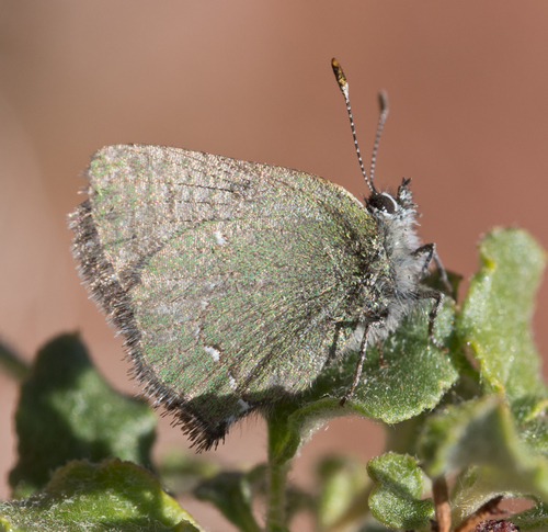 Sheridan's Hairstreak photo 4