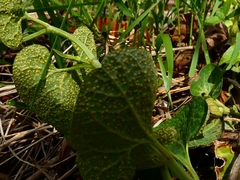 Aristolochia pallida