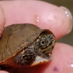 Sternotherus peltifer