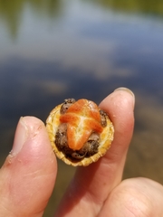 Sternotherus peltifer