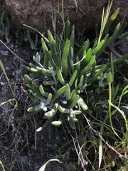 Dudleya attenuata