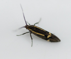 Esperia sulphurella