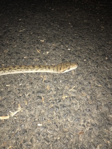 Australian Scrub Python sighting