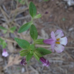 Diplacus torreyi