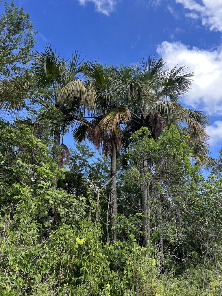 Foto de Buriti