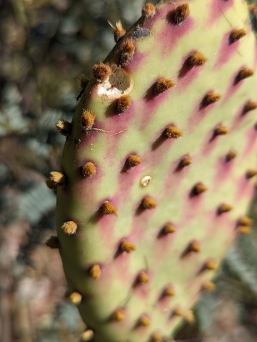Image of Opuntia comonduensis by (c) Abraham Sánchez Romero, some rights reserved (CC BY)