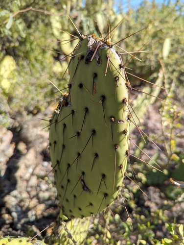 Image of Opuntia comonduensis by (c) Abraham Sánchez Romero, some rights reserved (CC BY)