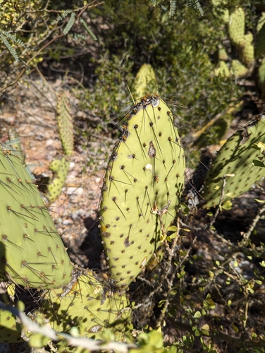 Image of Opuntia comonduensis by (c) Abraham Sánchez Romero, some rights reserved (CC BY)
