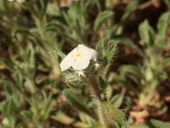 Oreocarya flavoculata