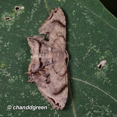 Dysaethria fulvihamata